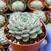 Echeveria Minima 4 Inch Live Plant - Blue Succulent for Indoors - Petite Houseplant - Image 1
