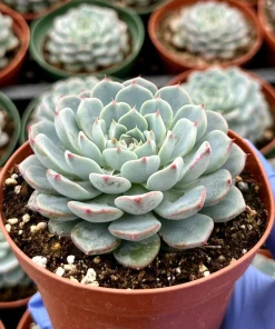 Echeveria Minima 4 Inch Live Plant - Blue Succulent for Indoors - Petite Houseplant - Image 1