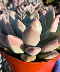 Echeveria Opalina Live Succulent Plant – Pink & Blue-Green Houseplant - Image 2