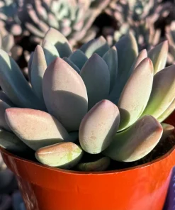 Echeveria Opalina Live Succulent Plant – Pink & Blue-Green Houseplant - Image 3