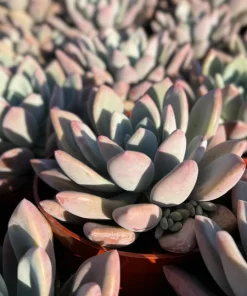 Echeveria Opalina Live Succulent Plant – Pink & Blue-Green Houseplant - Image 4