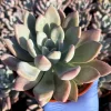 Echeveria Opalina Live Succulent Plant – Pink & Blue-Green Houseplant - Image 1