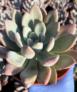 Echeveria Opalina Live Succulent Plant – Pink & Blue-Green Houseplant - Image 1