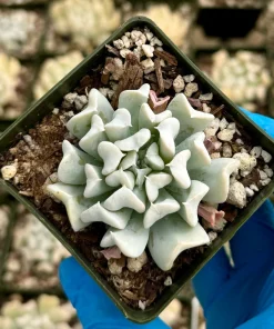 Echeveria Runyonii Topsy Turvy Live Plant – Blue Succulent in 2 Inch Pot – Indoor/Outdoor - Image 2