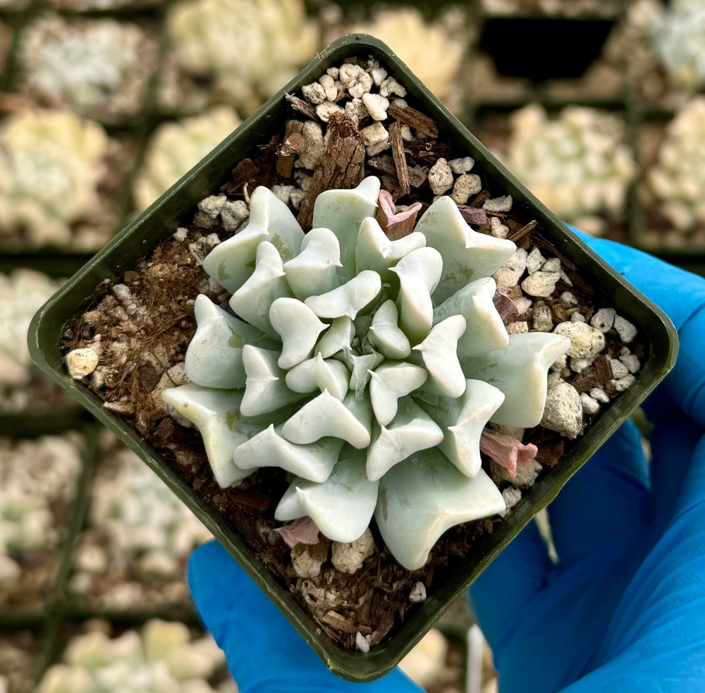 Echeveria Runyonii Topsy Turvy Live Plant – Blue Succulent in 2 Inch Pot – Indoor/Outdoor - Image 2