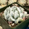 Echeveria Runyonii Topsy Turvy Live Plant – Blue Succulent in 2 Inch Pot – Indoor/Outdoor - Image 1