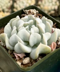 Echeveria Runyonii Topsy Turvy Live Plant – Blue Succulent in 2 Inch Pot – Indoor/Outdoor - Image 1