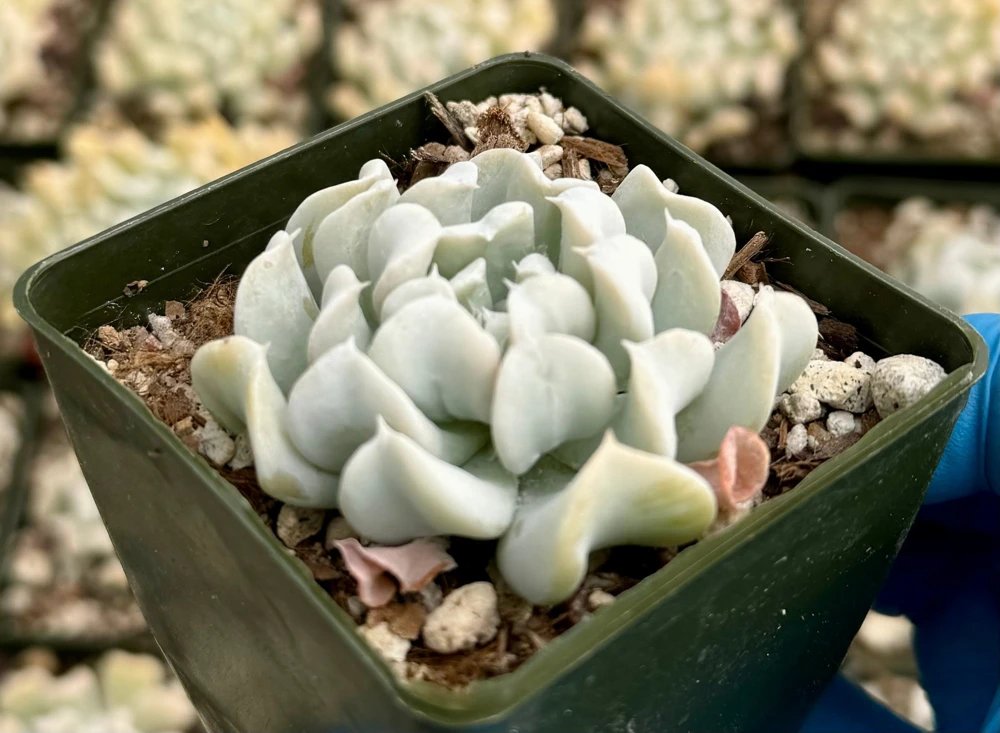 Echeveria Runyonii Topsy Turvy Live Plant – Blue Succulent in 2 Inch Pot – Indoor/Outdoor - Image 1