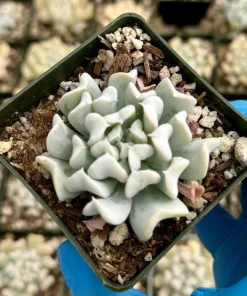 Echeveria Runyonii Topsy Turvy Live Plant – Blue Succulent in 2 Inch Pot – Indoor/Outdoor - Image 3