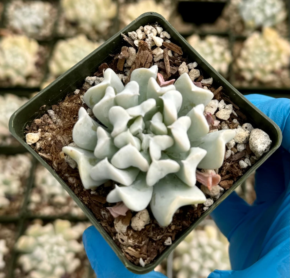 Echeveria Runyonii Topsy Turvy Live Plant – Blue Succulent in 2 Inch Pot – Indoor/Outdoor - Image 3