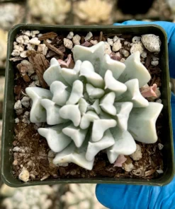 Echeveria Runyonii Topsy Turvy Live Plant – Blue Succulent in 2 Inch Pot – Indoor/Outdoor - Image 4