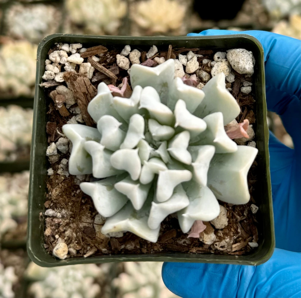 Echeveria Runyonii Topsy Turvy Live Plant – Blue Succulent in 2 Inch Pot – Indoor/Outdoor - Image 4