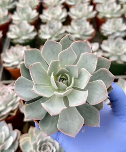 Echeveria Subsessilis Morning Beauty Live Succulent Plant 4 Inch Pot - Blue - Image 2
