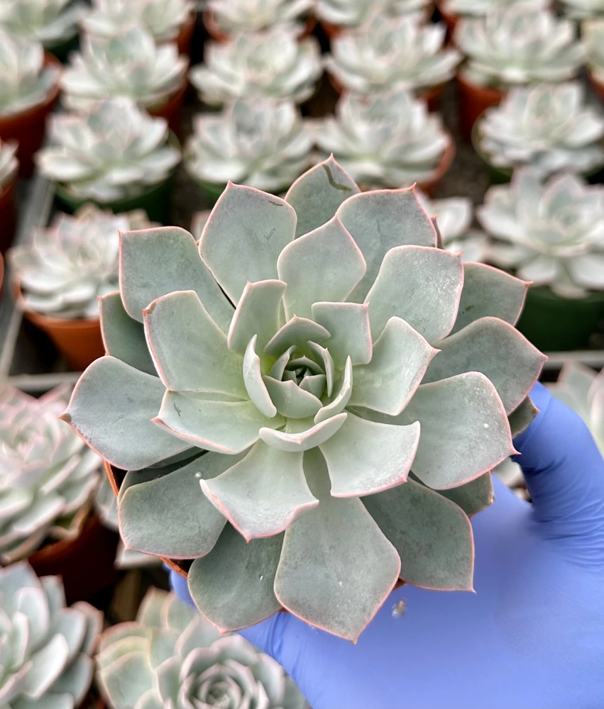 Echeveria Subsessilis Morning Beauty Live Succulent Plant 4 Inch Pot - Blue - Image 2