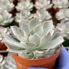 Echeveria Subsessilis Morning Beauty Live Succulent Plant 4 Inch Pot - Blue - Image 1