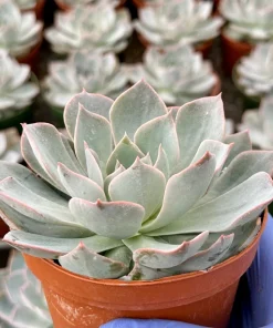 Echeveria Subsessilis Morning Beauty Live Succulent Plant 4 Inch Pot - Blue - Image 1