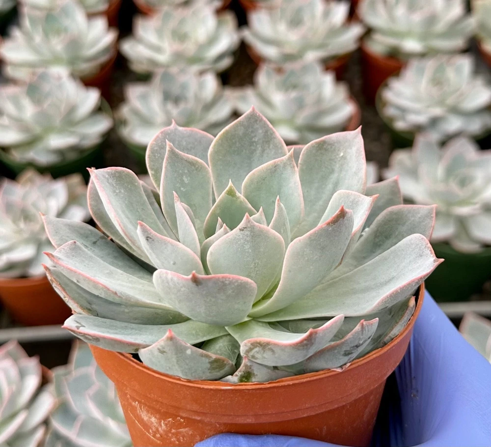 Echeveria Subsessilis Morning Beauty Live Succulent Plant 4 Inch Pot - Blue - Image 1