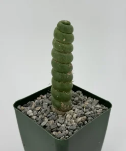 Eulychnia Castanea 'Spiralis' Cactus – Rare Live Plant – 6 Inch Pot – Indoor Succulent - Image 2