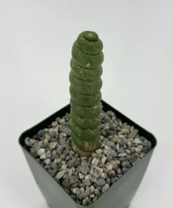 Eulychnia Castanea 'Spiralis' Cactus – Rare Live Plant – 6 Inch Pot – Indoor Succulent - Image 3