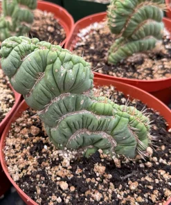 Eulychnia Castanea 'Spiralis' Cactus – Rare Live Plant – 6 Inch Pot – Indoor Succulent - Image 4