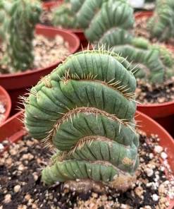 Eulychnia Castanea 'Spiralis' Cactus – Rare Live Plant – 6 Inch Pot – Indoor Succulent - Image 5