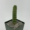 Eulychnia Castanea 'Spiralis' Cactus – Rare Live Plant – 6 Inch Pot – Indoor Succulent - Image 1