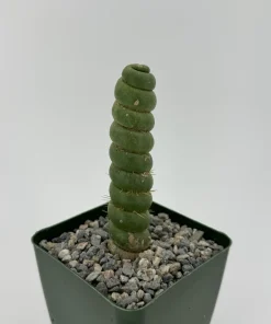 Eulychnia Castanea 'Spiralis' Cactus – Rare Live Plant – 6 Inch Pot – Indoor Succulent - Image 1