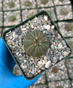 Euphorbia Obesa Baseball Plant Live Succulent – Rare Indoor Plant in 4 Inch Pot - Image 2