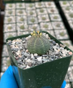 Euphorbia Obesa Baseball Plant Live Succulent – Rare Indoor Plant in 4 Inch Pot - Image 3