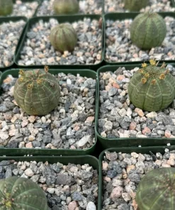 Euphorbia Obesa Baseball Plant Live Succulent – Rare Indoor Plant in 4 Inch Pot - Image 4