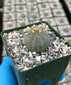 Euphorbia Obesa Baseball Plant Live Succulent – Rare Indoor Plant in 4 Inch Pot - Image 1