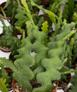 Fishbone Cactus Live Plant – Zig Zag Orchid Cactus Houseplant – 2.5 Inch Pot - Image 2