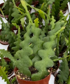 Fishbone Cactus Live Plant – Zig Zag Orchid Cactus Houseplant – 2.5 Inch Pot - Image 3