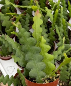 Fishbone Cactus Live Plant – Zig Zag Orchid Cactus Houseplant – 2.5 Inch Pot - Image 4