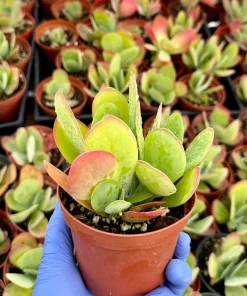 Flapjack Succulent 4 Inch Live Plant - Kalanchoe Luciae Paddle Plant for Indoors - Image 2