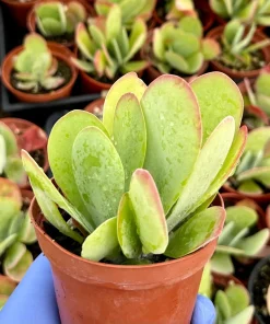 Flapjack Succulent 4 Inch Live Plant - Kalanchoe Luciae Paddle Plant for Indoors - Image 3