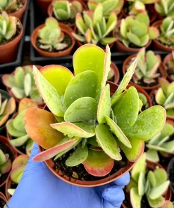 Flapjack Succulent 4 Inch Live Plant - Kalanchoe Luciae Paddle Plant for Indoors - Image 4