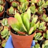 Flapjack Succulent 4 Inch Live Plant - Kalanchoe Luciae Paddle Plant for Indoors - Image 1