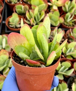 Flapjack Succulent 4 Inch Live Plant - Kalanchoe Luciae Paddle Plant for Indoors - Image 1