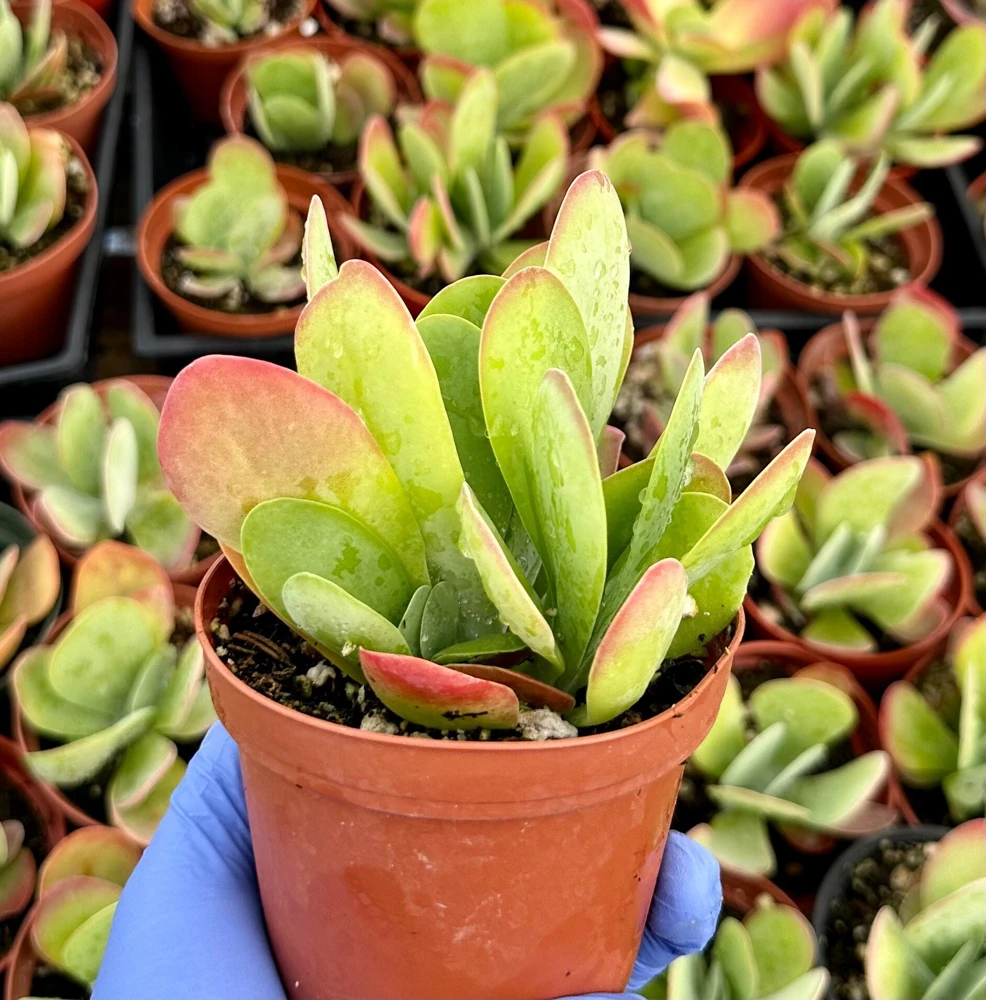Flapjack Succulent 4 Inch Live Plant - Kalanchoe Luciae Paddle Plant for Indoors - Image 1