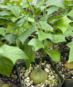 Gerrardanthus Macrorhizus Caudex Live Plant - Bigfoot Plant in 4 Inch Pot, Indoor/Outdoor - Image 2