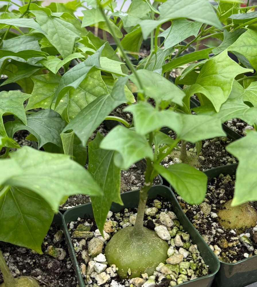 Gerrardanthus Macrorhizus Caudex Live Plant - Bigfoot Plant in 4 Inch Pot, Indoor/Outdoor - Image 2
