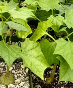 Gerrardanthus Macrorhizus Caudex Live Plant - Bigfoot Plant in 4 Inch Pot, Indoor/Outdoor - Image 3
