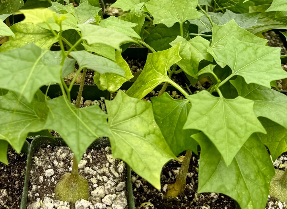 Gerrardanthus Macrorhizus Caudex Live Plant - Bigfoot Plant in 4 Inch Pot, Indoor/Outdoor - Image 3