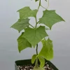Gerrardanthus Macrorhizus Caudex Live Plant - Bigfoot Plant in 4 Inch Pot, Indoor/Outdoor - Image 1
