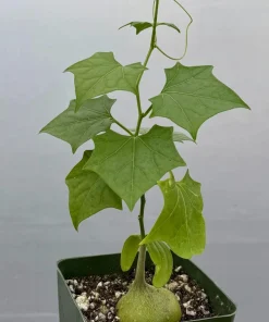 Gerrardanthus Macrorhizus Caudex Live Plant - Bigfoot Plant in 4 Inch Pot, Indoor/Outdoor - Image 1