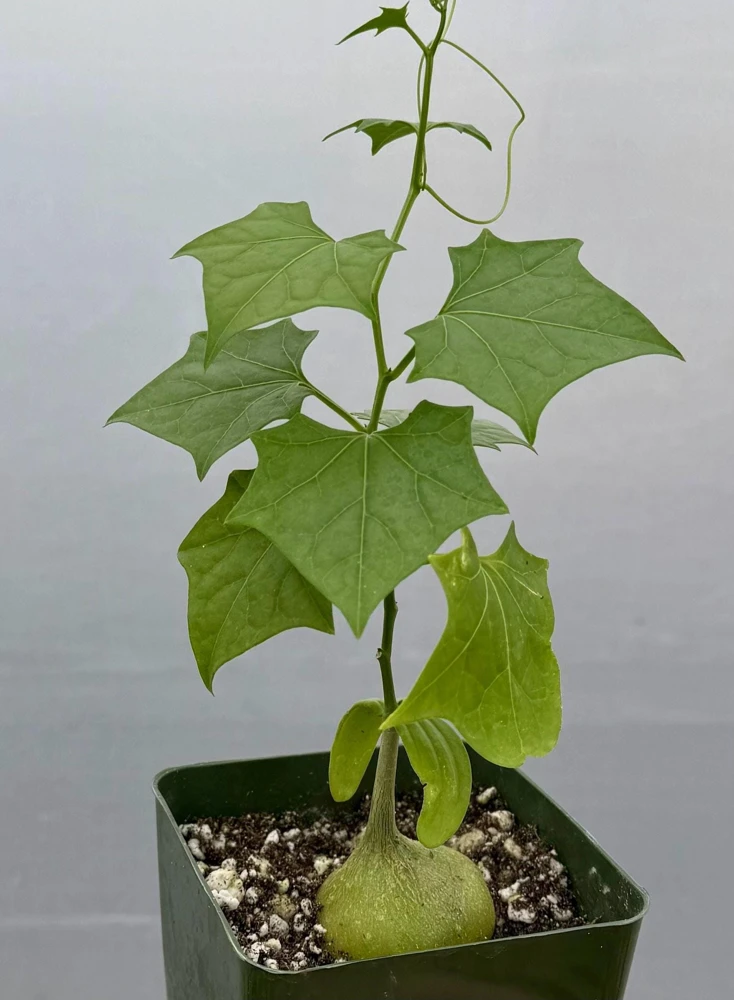 Gerrardanthus Macrorhizus Caudex Live Plant - Bigfoot Plant in 4 Inch Pot, Indoor/Outdoor - Image 1