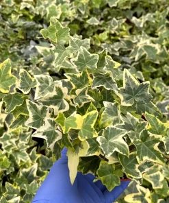 Gold Child English Ivy Live Plant - Variegated Climbing Houseplant - Image 2