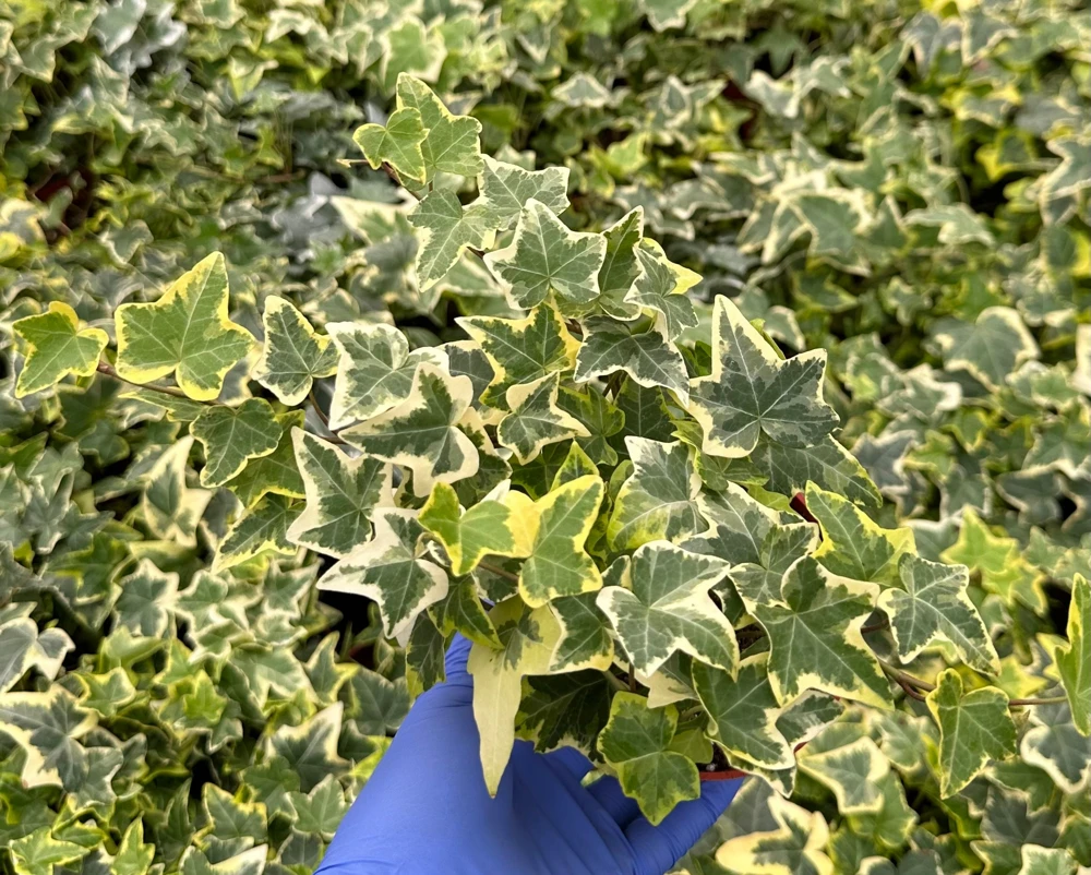 Gold Child English Ivy Live Plant - Variegated Climbing Houseplant - Image 2
