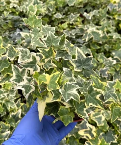 Gold Child English Ivy Live Plant - Variegated Climbing Houseplant - Image 3